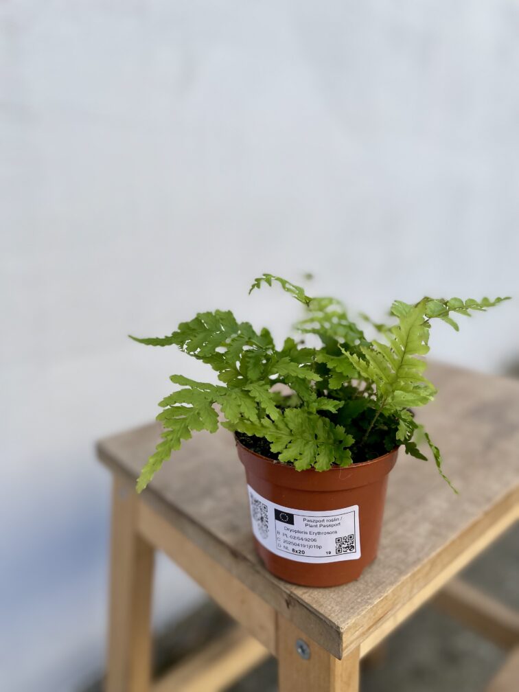 Zdjęcie rosliny doniczkowej Dryopteris erythrosora, ujęcie 3