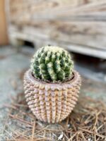 Zdjęcie rosliny doniczkowej Echinocactus grusonii, ujęcie 1
