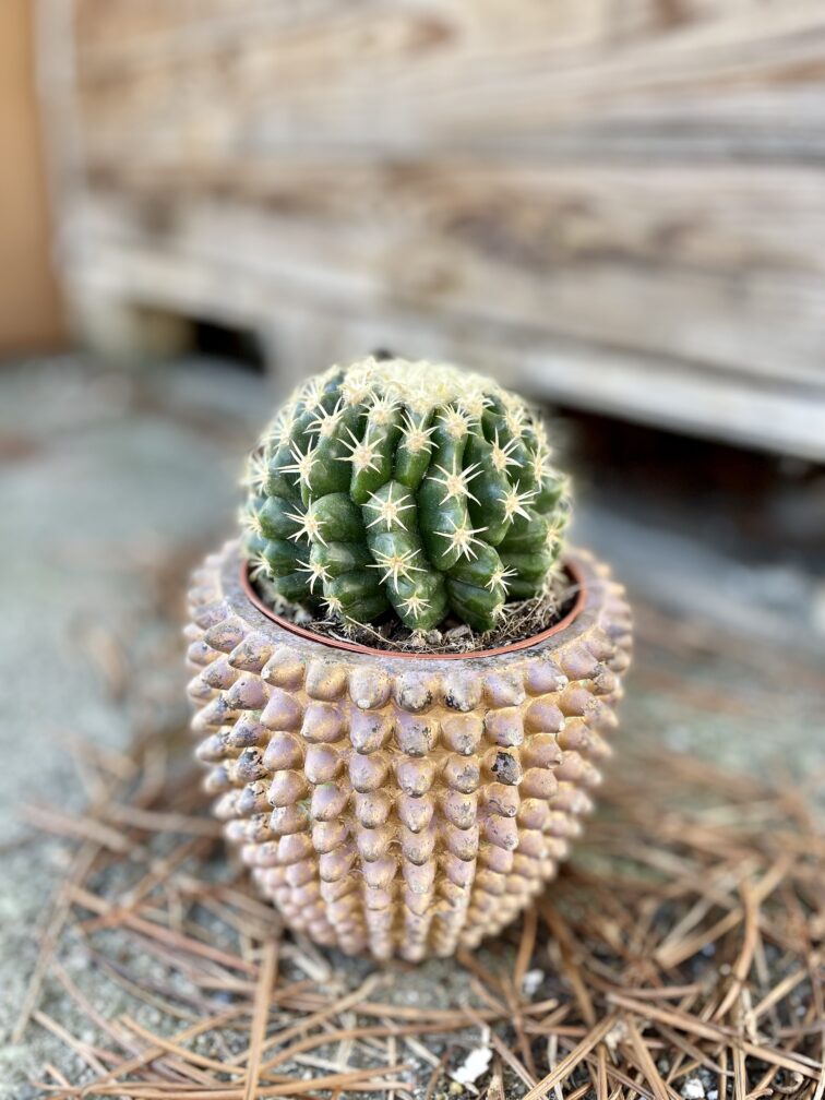 Zdjęcie rosliny doniczkowej Echinocactus grusonii, ujęcie 1