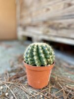 Zdjęcie rosliny doniczkowej Echinocactus grusonii, ujęcie 2
