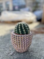 Zdjęcie rosliny doniczkowej Echinocactus grusonii, ujęcie 3