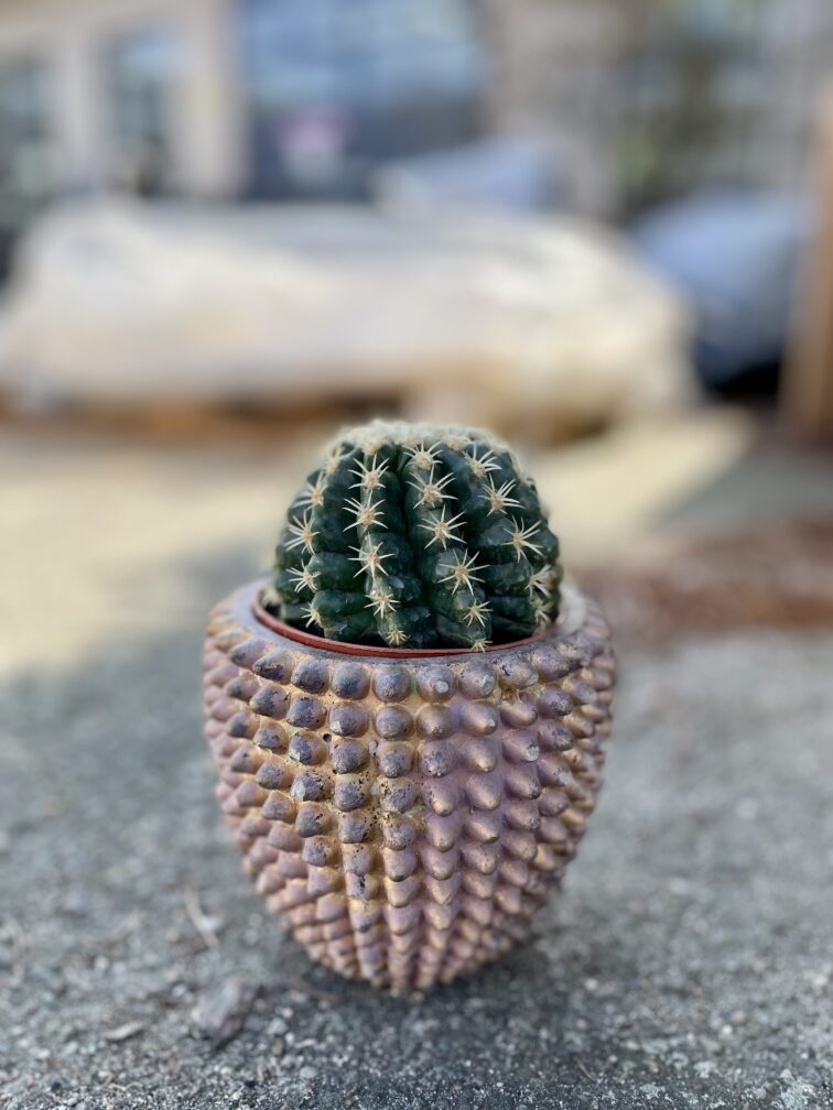 Zdjęcie rosliny doniczkowej Echinocactus grusonii, ujęcie 3