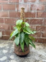 Zdjęcie rosliny doniczkowej Epipremnum pinnatum variegata, ujęcie 1
