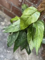 Zdjęcie rosliny doniczkowej Epipremnum pinnatum variegata, ujęcie 2