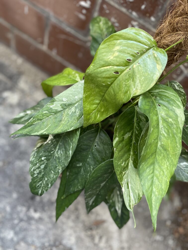 Zdjęcie rosliny doniczkowej Epipremnum pinnatum variegata, ujęcie 2
