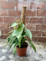 Zdjęcie rosliny doniczkowej Epipremnum pinnatum variegata, ujęcie 3