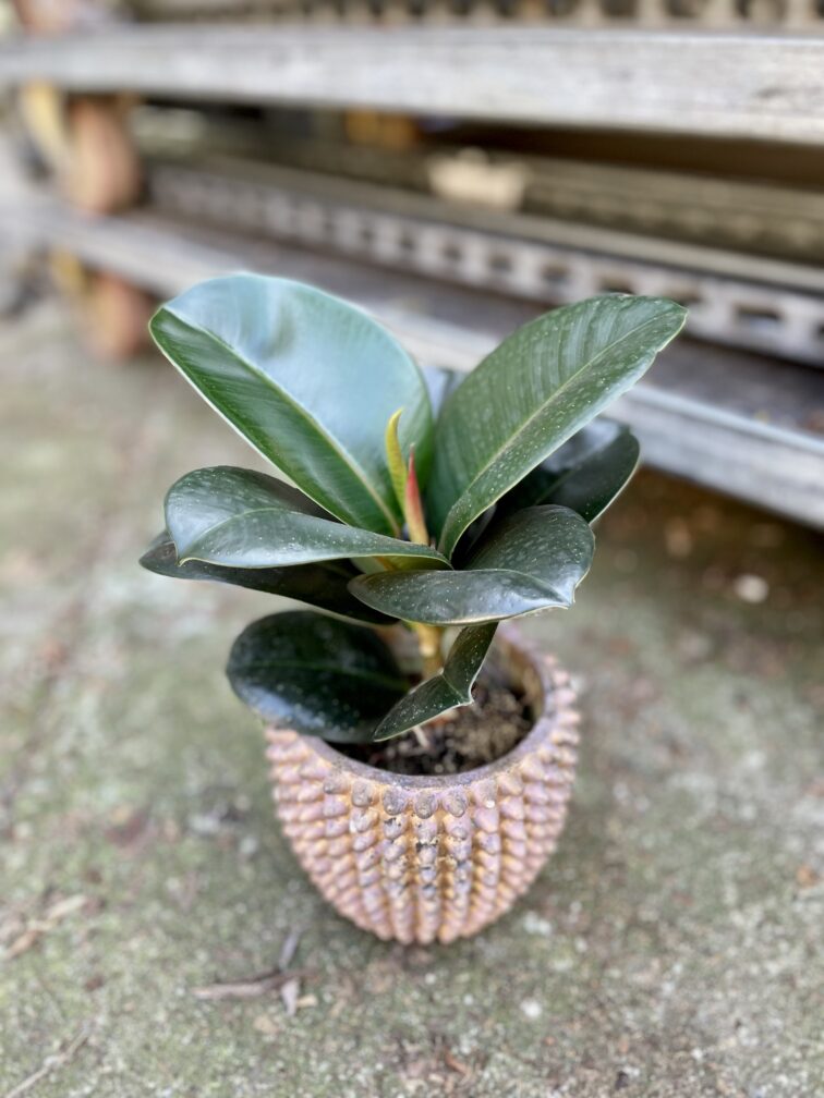 Zdjęcie rosliny doniczkowej Ficus elastica Sofia, ujęcie 1