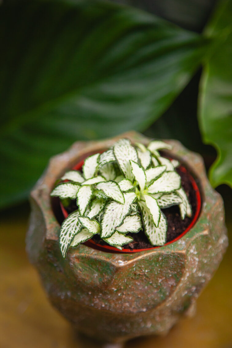 fittonia-white-forest-flame_7x10-1_1742033523.jpg Zdjęcie rosliny doniczkowej Fittonia White Forest Flame, ujęcie 1