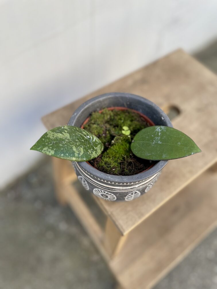 Zdjęcie rosliny doniczkowej Hoya affinis vitellina, ujęcie 2