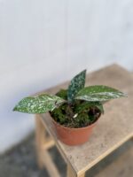 Zdjęcie rosliny doniczkowej Hoya carnosa Stardust, ujęcie 3