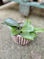 Zdjęcie rosliny doniczkowej Hoya erythrina, ujęcie 1