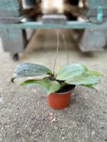 Zdjęcie rosliny doniczkowej Hoya erythrina, ujęcie 2