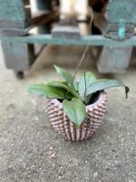 Zdjęcie rosliny doniczkowej Hoya erythrina, ujęcie 3