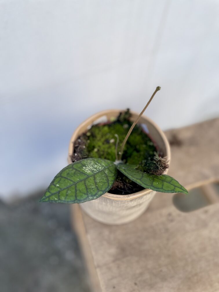 Zdjęcie rosliny doniczkowej Hoya finlaysonii Sarawak, ujęcie 1