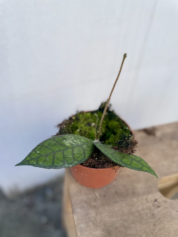 Zdjęcie rosliny doniczkowej Hoya finlaysonii Sarawak, ujęcie 2
