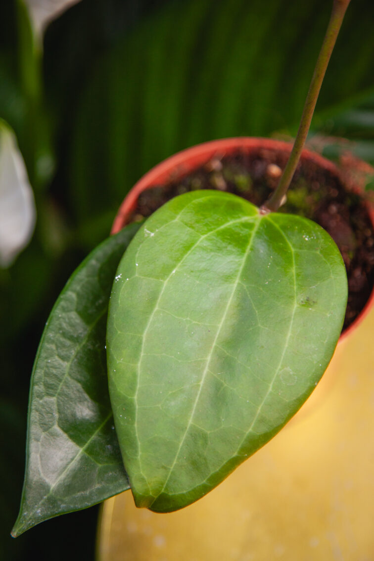 Zdjęcie rosliny doniczkowej Hoya latifolia, ujęcie 1