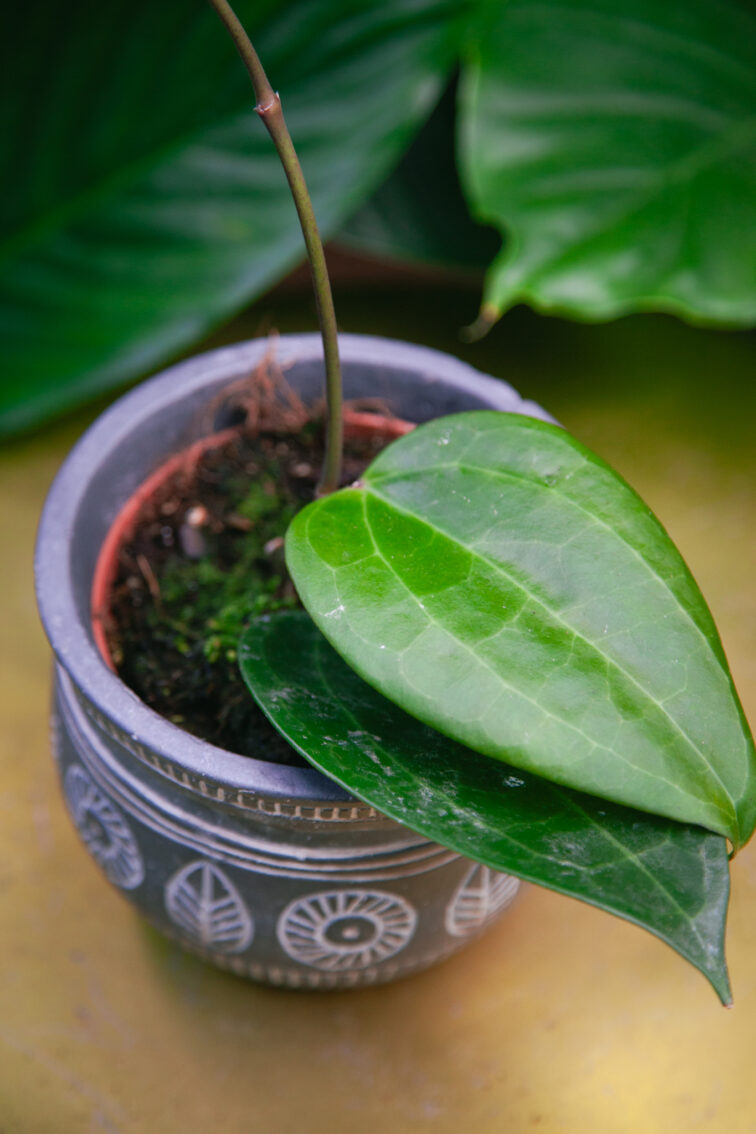 Zdjęcie rosliny doniczkowej Hoya latifolia, ujęcie 2
