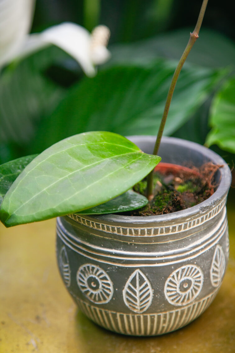 Zdjęcie rosliny doniczkowej Hoya latifolia, ujęcie 4