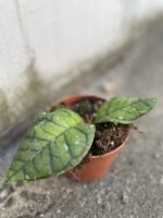 Zdjęcie rosliny doniczkowej Hoya ranauensis, ujęcie 1