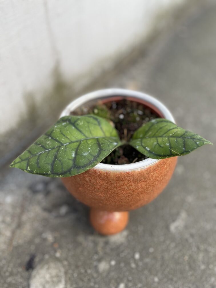 Zdjęcie rosliny doniczkowej Hoya ranauensis, ujęcie 2