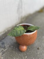 Zdjęcie rosliny doniczkowej Hoya ranauensis, ujęcie 3
