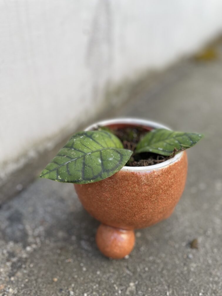 Zdjęcie rosliny doniczkowej Hoya ranauensis, ujęcie 3