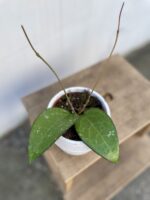 Zdjęcie rosliny doniczkowej Hoya sp Malang, ujęcie 1