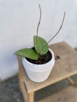 Zdjęcie rosliny doniczkowej Hoya sp Malang, ujęcie 2