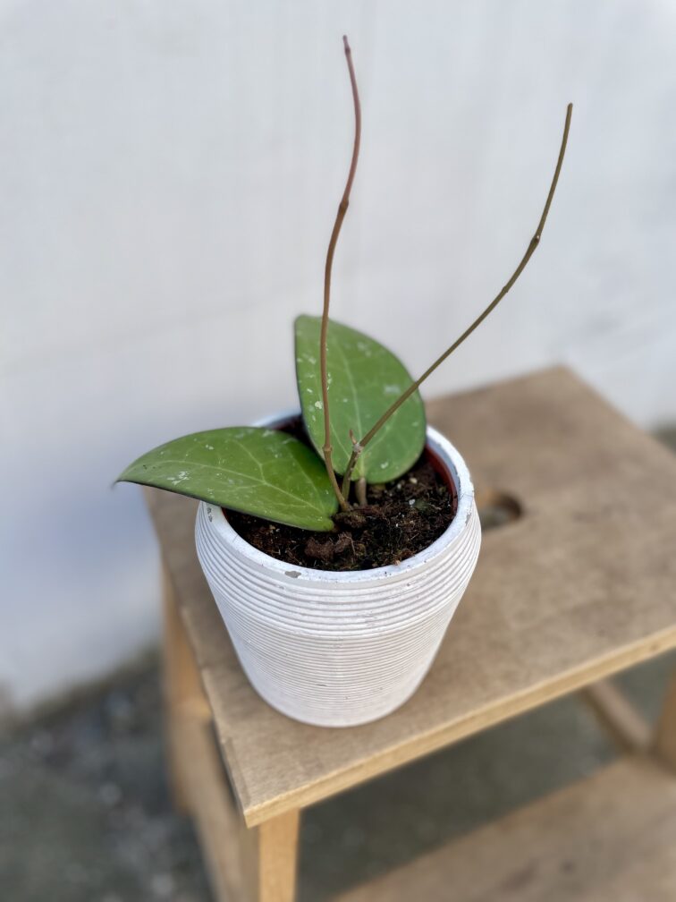 Zdjęcie rosliny doniczkowej Hoya sp Malang, ujęcie 2