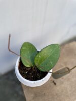 Zdjęcie rosliny doniczkowej Hoya sp Malang, ujęcie 3