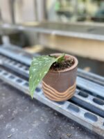 Zdjęcie rosliny doniczkowej Hoya sp Padang Sidempuan, ujęcie 2