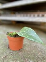 Zdjęcie rosliny doniczkowej Hoya sp Padang Sidempuan, ujęcie 3
