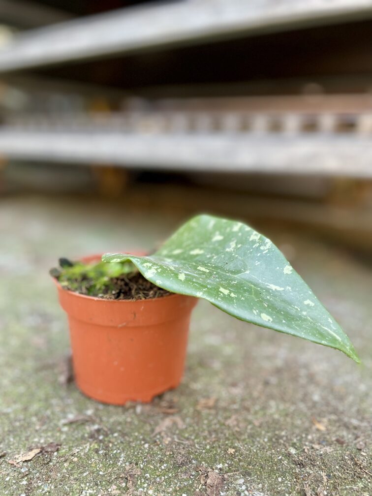 Zdjęcie rosliny doniczkowej Hoya sp Padang Sidempuan, ujęcie 3