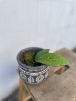 Zdjęcie rosliny doniczkowej Hoya verticillata Lampung, ujęcie 1