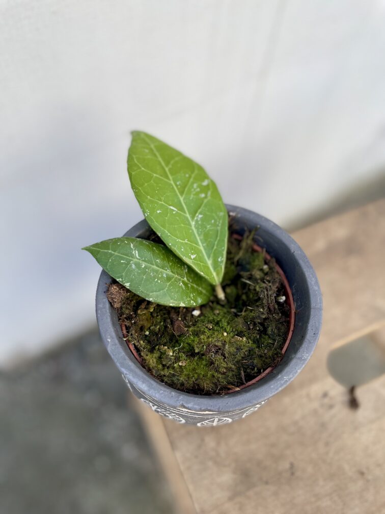 Zdjęcie rosliny doniczkowej Hoya verticillata Lampung, ujęcie 2