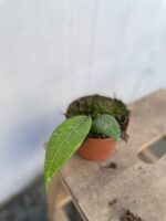 Zdjęcie rosliny doniczkowej Hoya verticillata Lampung, ujęcie 3