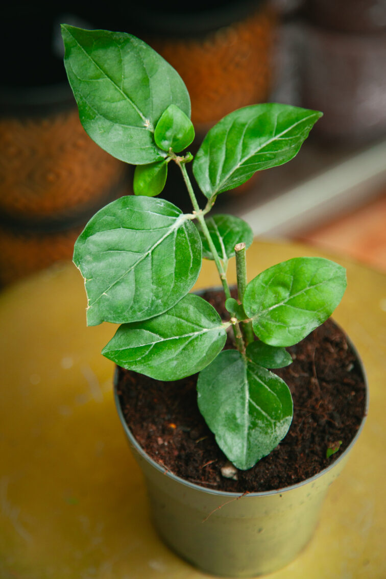 jasminum-sambac-arabica_12x15-1_1740822852.jpg Zdjęcie rosliny doniczkowej Jasminum sambac Arabica, ujęcie 1