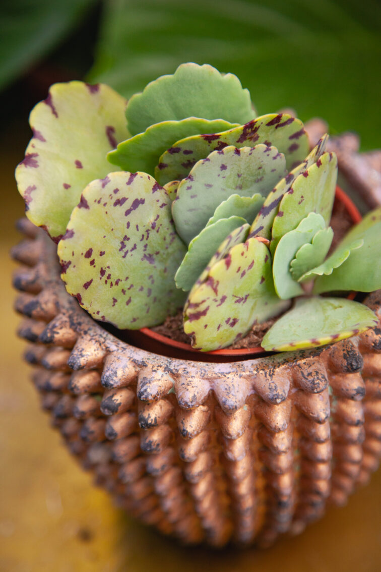 kalanchoe-marmorata-tiger_8x15-1_1742033869.jpg Zdjęcie rosliny doniczkowej Kalanchoe marmorata Tiger, ujęcie 1