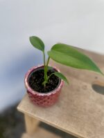 Zdjęcie rosliny doniczkowej Monstera Burle Marx Flame, ujęcie 1