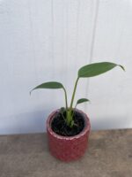 Zdjęcie rosliny doniczkowej Monstera Burle Marx Flame, ujęcie 2