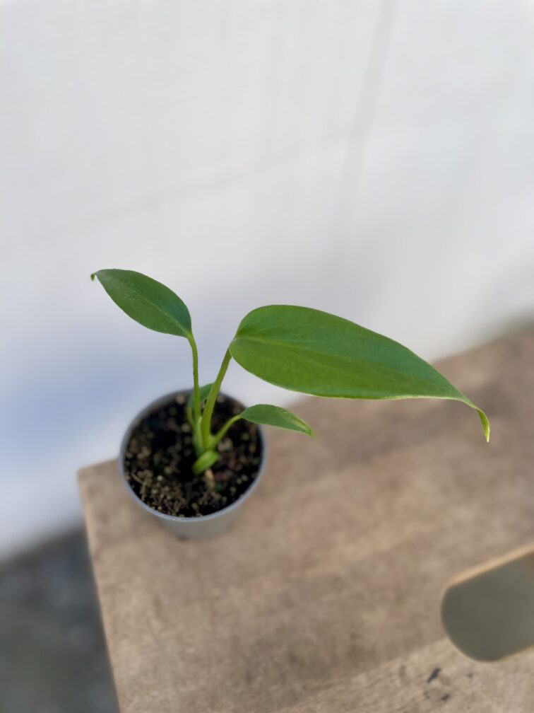 Zdjęcie rosliny doniczkowej Monstera Burle Marx Flame, ujęcie 3