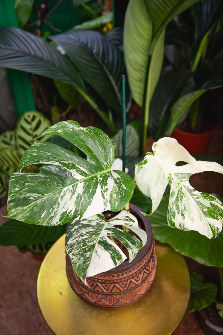 Zdjęcie rosliny doniczkowej Monstera deliciosa variegata, ujęcie 1