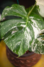 Zdjęcie rosliny doniczkowej Monstera deliciosa variegata, ujęcie 2