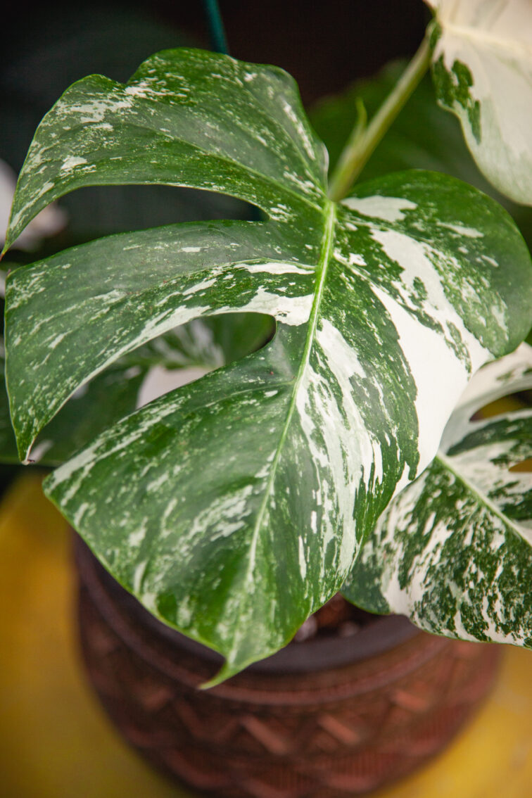 Zdjęcie rosliny doniczkowej Monstera deliciosa variegata, ujęcie 2