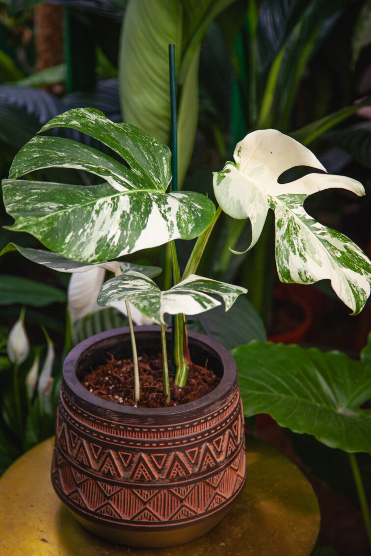 Zdjęcie rosliny doniczkowej Monstera deliciosa variegata, ujęcie 3