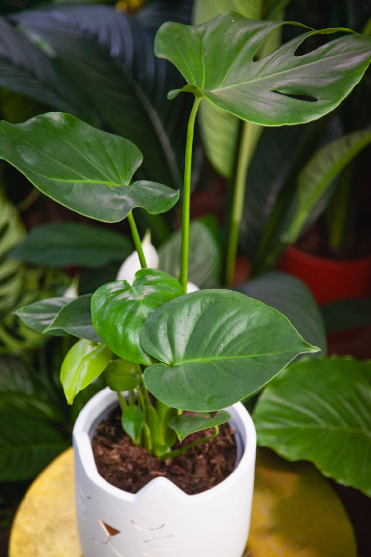 Zdjęcie rosliny doniczkowej Monstera deliciosa (Monstera dziurawa), ujęcie 1