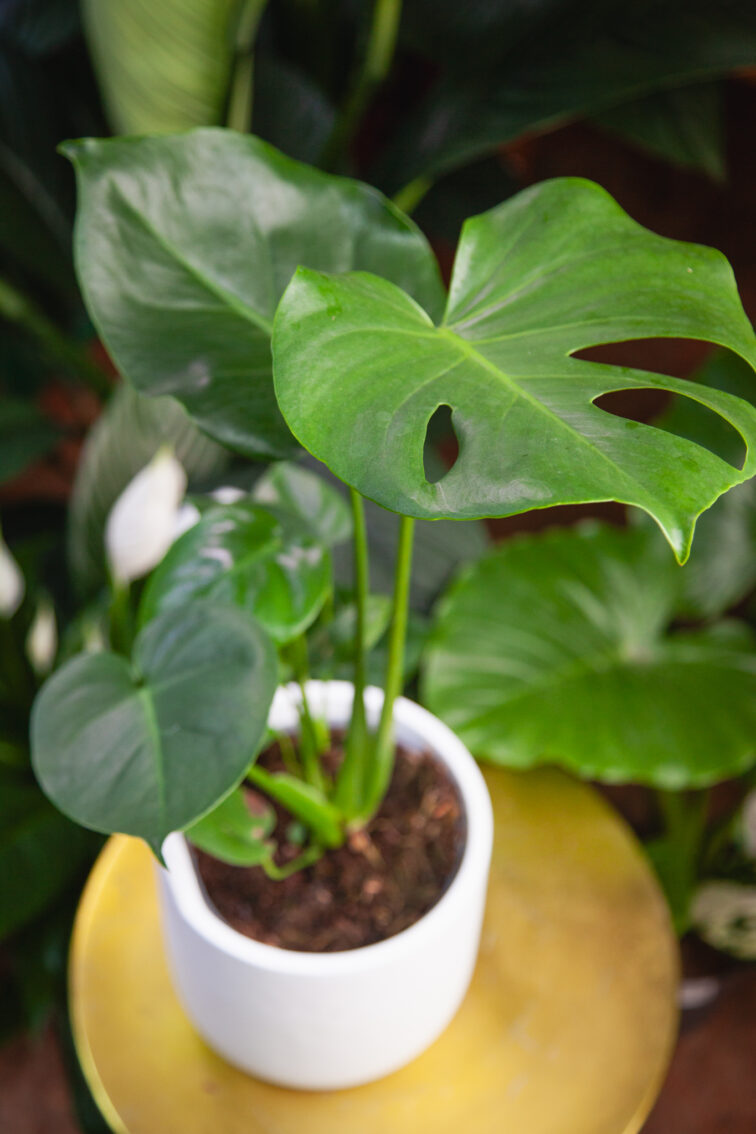 Zdjęcie rosliny doniczkowej Monstera deliciosa (Monstera dziurawa), ujęcie 2