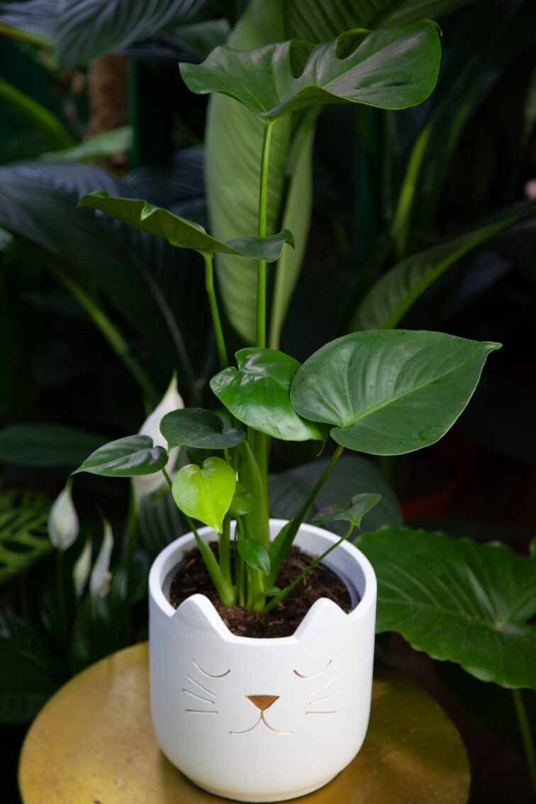 Zdjęcie rosliny doniczkowej Monstera deliciosa (Monstera dziurawa), ujęcie 3