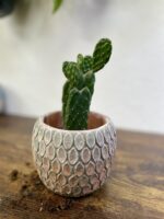 Zdjęcie rosliny doniczkowej Opuntia consolea, ujęcie 1