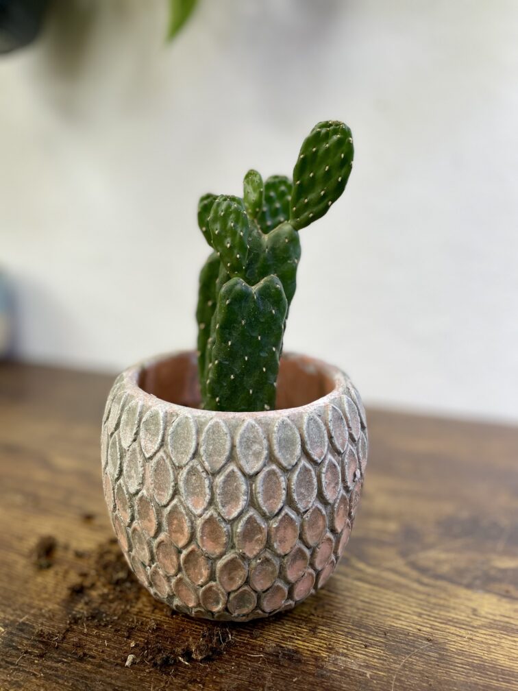 opuntia-consolea_9x20-1_1740746547.jpg Zdjęcie rosliny doniczkowej Opuntia consolea, ujęcie 1